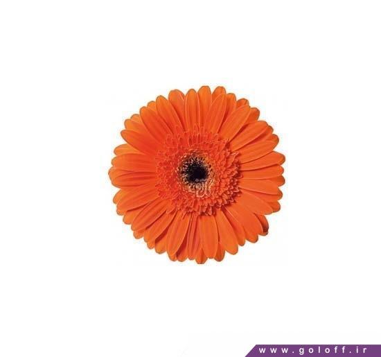 خرید اینترنتی گل در تهران - گل ژربرا اتلتیکو - Gerbera | گل آف
